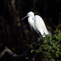 Малая белая цапля. :: Alexander Amromin