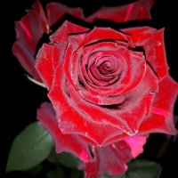 Роза "Red Panhter" :: Надежда 