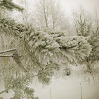 Зима :: Сергей Кочнев