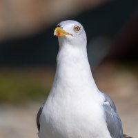 Морская чайка :: Владимир Лазарев Морская чайка :: Владимир Лазарев