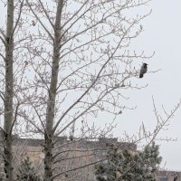 Утренняя распевка... :: Андрей Хлопонин Утренняя распевка... :: Андрей Хлопонин