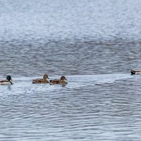 Утки :: Игорь Сикорский