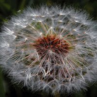 Макро. :: Владимир Владимир Макро. :: Владимир Владимир