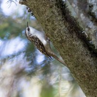 пищуха :: юрий макаров