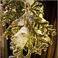 После ледяного дождя. :: Валерия Комова