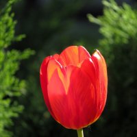 Бокал весны :: Лариса С. Бокал весны :: Лариса С.