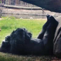 Горилла отдыхает :: Галина Ильясова Горилла отдыхает :: Галина Ильясова