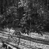 Фотография :: Денис Безногов