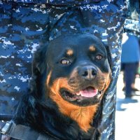 Служебный пёс. :: Михаил Курзанцев Служебный пёс. :: Михаил Курзанцев