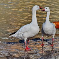 ... :: Анастасия Смирнова