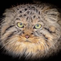 МАНУЛ :: Аркадий Лаптенко