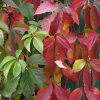 Яркие краски осени :: Freddy 97