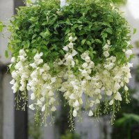 *** :: МАРИЯ ПОПОВА