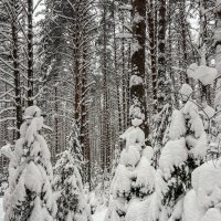 Наша снежная зима :: Galina 