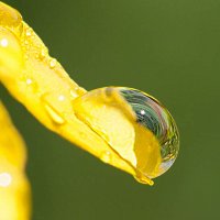 Росинка :: Андрей Пристяжнюк