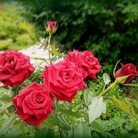 Розы :: Елена Сухорученкова