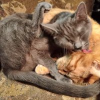 День влюбленныйх 14 февраля.. :: Александр Чеботарь