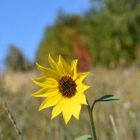 Подсолнух :: Дарья Шуклина