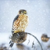 Дербник :: Валерий Черняк Дербник :: Валерий Черняк