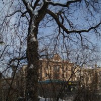 деревья в Летнем саду :: sv.kaschuk деревья в Летнем саду :: sv.kaschuk