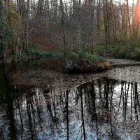 НА ЗАКАТЕ :: Tata Wolf