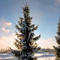 В парке :: Veera V В парке :: Veera V