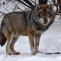 Волк :: <<< Наташа >>>