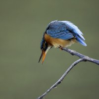 Зимородок. :: Alexander Amromin Зимородок. :: Alexander Amromin