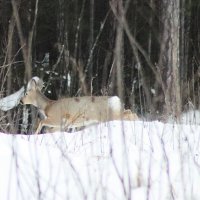 По глубокому снегу :: Любовь Сахарова