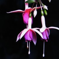 Фуксия зацветает :: Людмила Смородинская