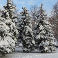 Заснеженные ёлочки :: Ирина Олехнович