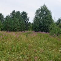 Поляна. :: ВикТор Быстров