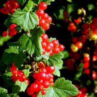 Смородина красная. :: nadyasilyuk Вознюк