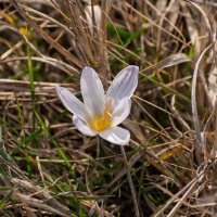 Подснежник (крокус) :: Игорь Сикорский