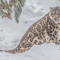 ИРБИС :: Аркадий Лаптенко