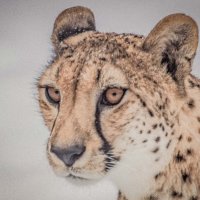 гепард :: Аркадий Лаптенко