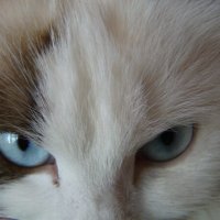 Взгляд... :: Prizrak 777