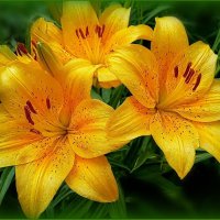 Солнечные лилии ... :: Валентина Надсон