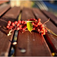 Осень . :: Михаил Курзанцев