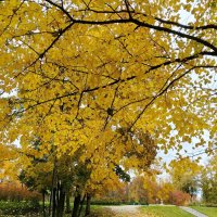 Осений пейзаж. :: Елена Сухорученкова Осений пейзаж. :: Елена Сухорученкова