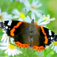 опять про бабочек...450 :: Александр Прокудин