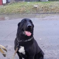 Алабай Рада :: Татьяна Пальчикова Алабай Рада :: Татьяна Пальчикова