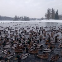 Утки :: Сапсан 