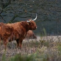 На страже :: Valziwa 