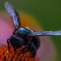 Чёрный шмель :: Valziwa