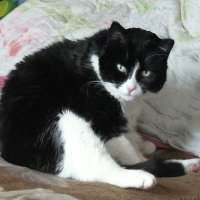 Не мешай мне мыться :: Людмила Смородинская Не мешай мне мыться :: Людмила Смородинская