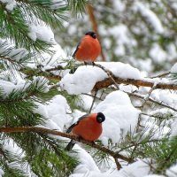 Картинка февраля. :: Милешкин Владимир Алексеевич 