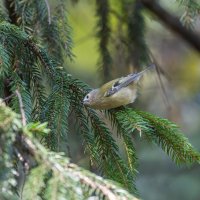 желтоголовый королек. :: юрий макаров