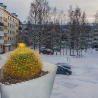 Ухта. Когда за окном холодная зима, на подоконнике все равно цветут солнечные кактусы) :: Николай Зиновьев Ухта. Когда за окном холодная зима, на подоконнике все равно цветут солнечные кактусы) :: Николай Зиновьев