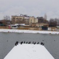 Бакланы отдыхают :: Валентин Семчишин Бакланы отдыхают :: Валентин Семчишин